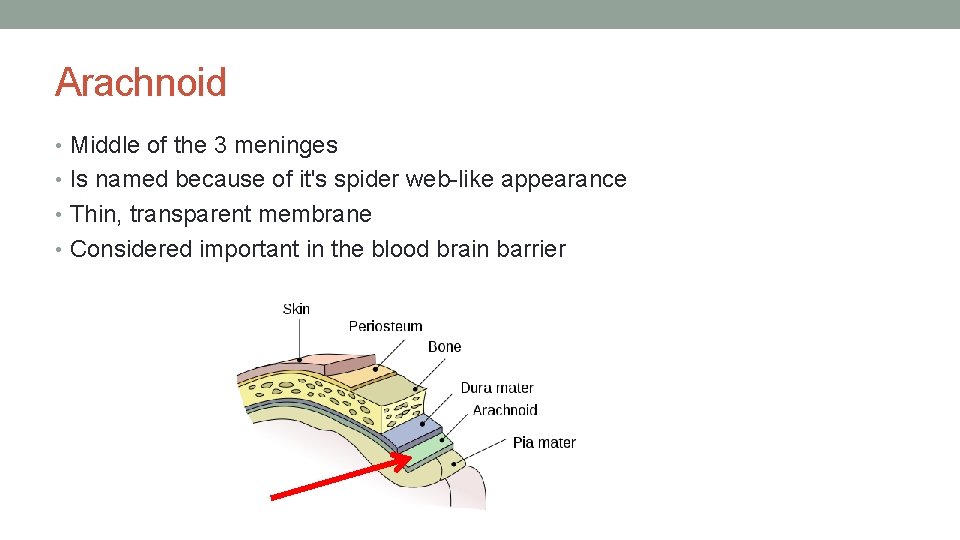 Arachnoid • Middle of the 3 meninges • Is named because of it's spider