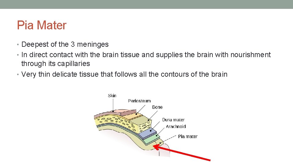 Pia Mater • Deepest of the 3 meninges • In direct contact with the