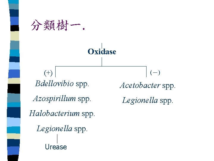 分類樹一. Oxidase (+) (－) Bdellovibio spp. Acetobacter spp. Azospirillum spp. Legionella spp. Halobacterium spp.