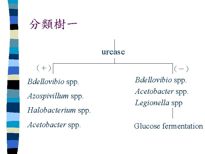 分類樹一 urease （＋） Bdellovibio spp. Azospivillum spp. Halobacterium spp. Acetobacter spp. （－） Bdellovibio spp.