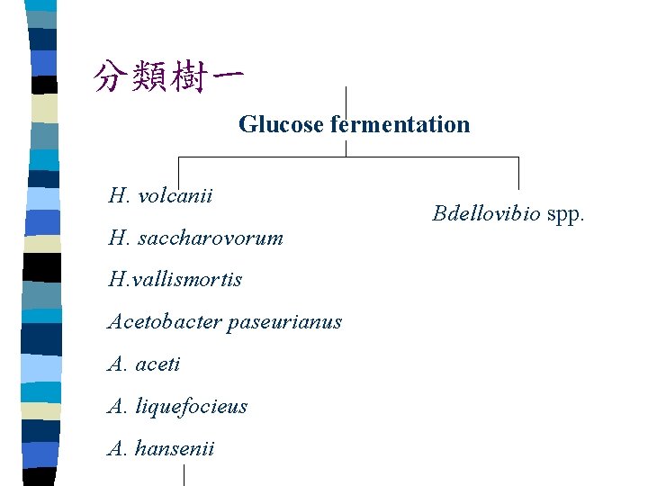 分類樹一 Glucose fermentation H. volcanii H. saccharovorum H. vallismortis Acetobacter paseurianus A. aceti A.