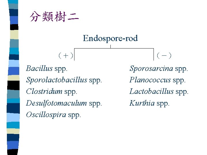 分類樹二 Endospore-rod （＋） Bacillus spp. Sporolactobacillus spp. Clostridum spp. Desulfotomaculum spp. Oscillospira spp. （－）