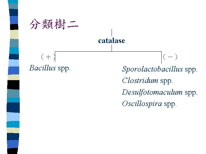 分類樹二 catalase （＋） Bacillus spp. （－） Sporolactobacillus spp. Clostridum spp. Desulfotomaculum spp. Oscillospira spp.