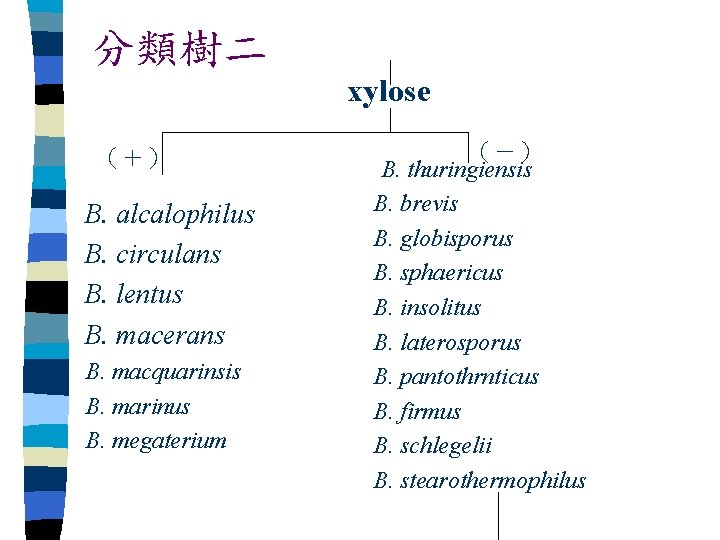 分類樹二 xylose （＋） B. alcalophilus B. circulans B. lentus B. macerans B. macquarinsis B.