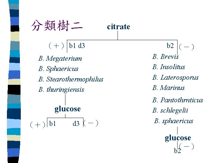 分類樹二 （＋） b 1 d 3 B. Megaterium B. Sphaericus B. Stearothermophilus B. thuringiensis