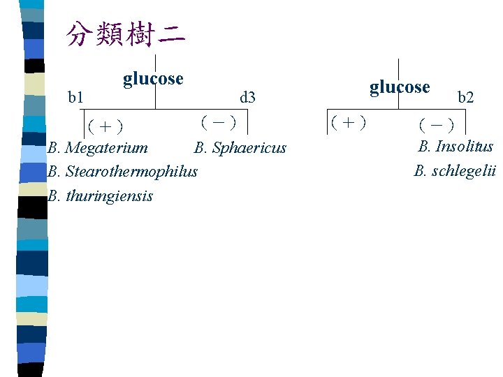 分類樹二 b 1 glucose d 3 （－） （＋） B. Megaterium B. Sphaericus B. Stearothermophilus