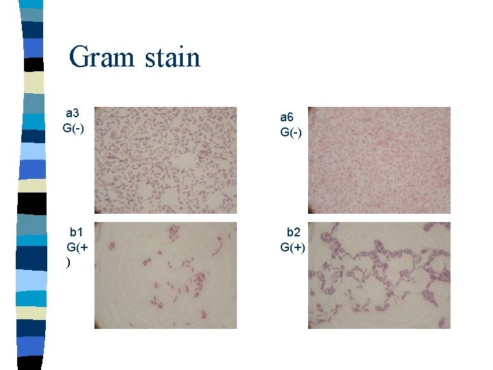 Gram stain a 3 G(-) a 6 G(-) b 1 G(+ ) b 2