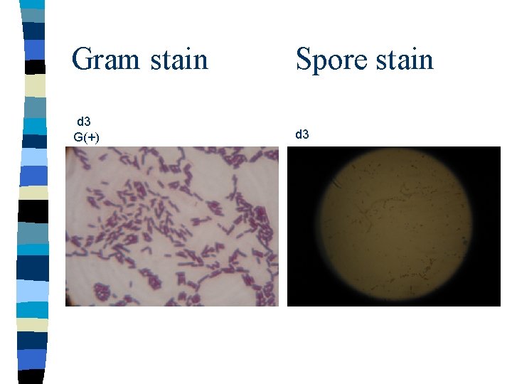 Gram stain Spore stain d 3 G(+) d 3 