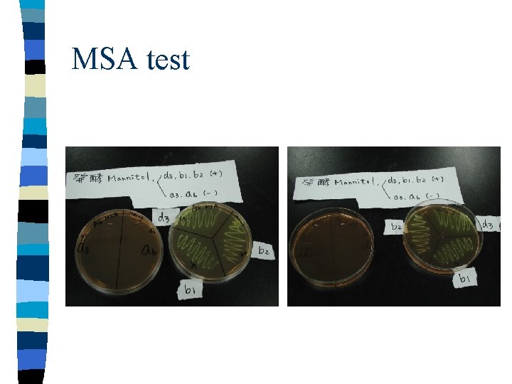 MSA test 