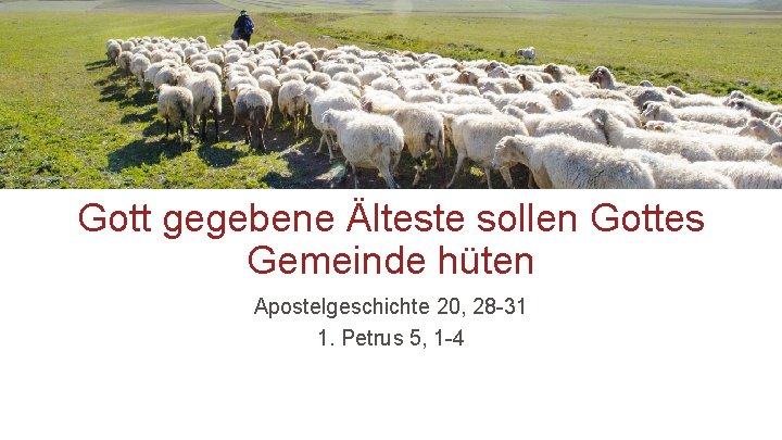 Gott gegebene Älteste sollen Gottes Gemeinde hüten Apostelgeschichte 20, 28 -31 1. Petrus 5,