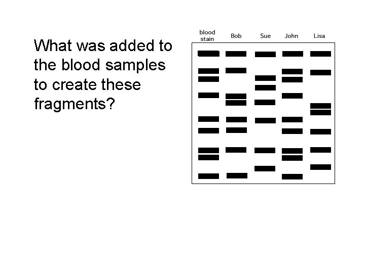 What was added to the blood samples to create these fragments? 