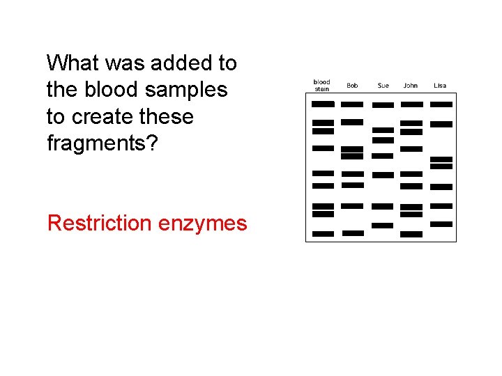 What was added to the blood samples to create these fragments? Restriction enzymes 