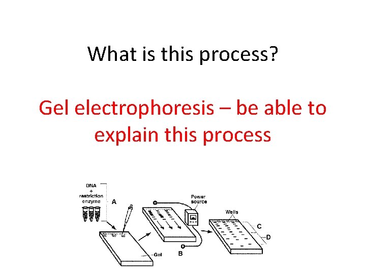 What is this process? Gel electrophoresis – be able to explain this process 