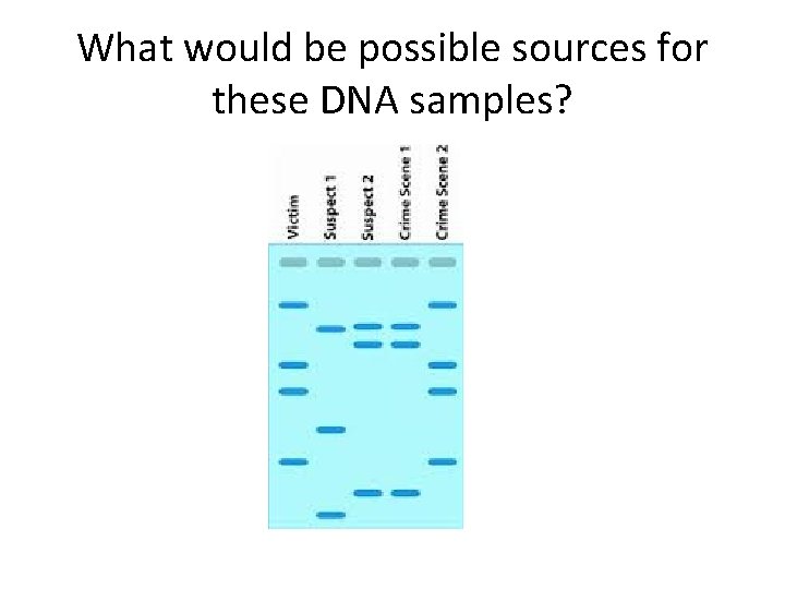 What would be possible sources for these DNA samples? 