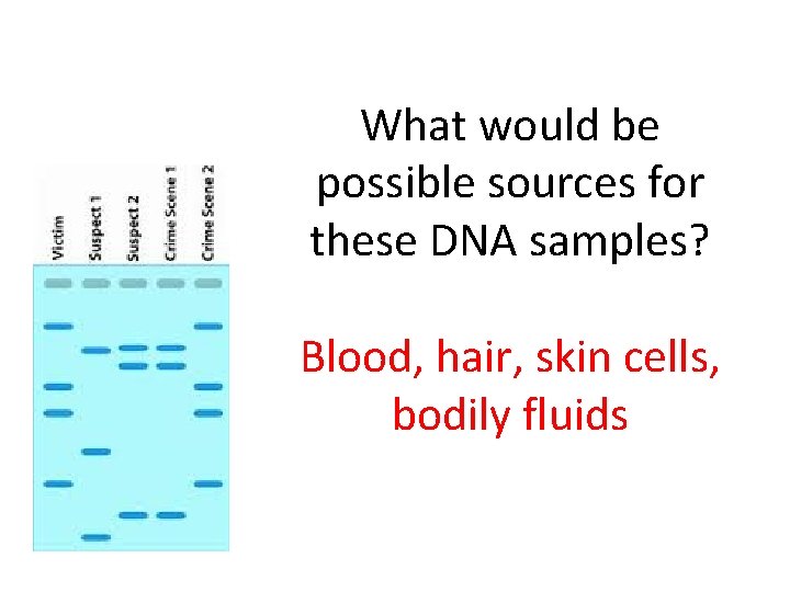 What would be possible sources for these DNA samples? Blood, hair, skin cells, bodily