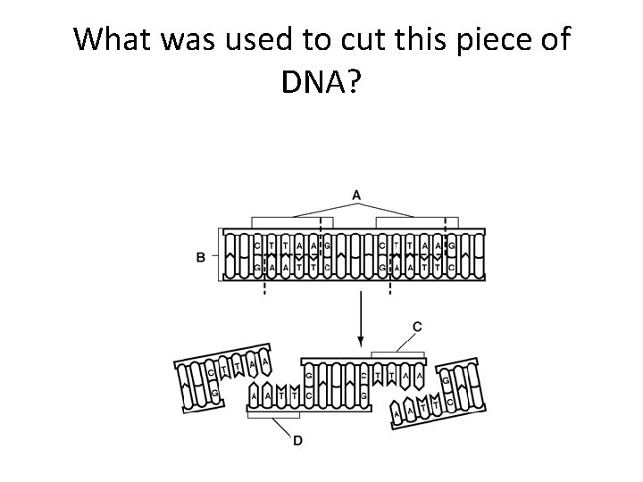 What was used to cut this piece of DNA? 