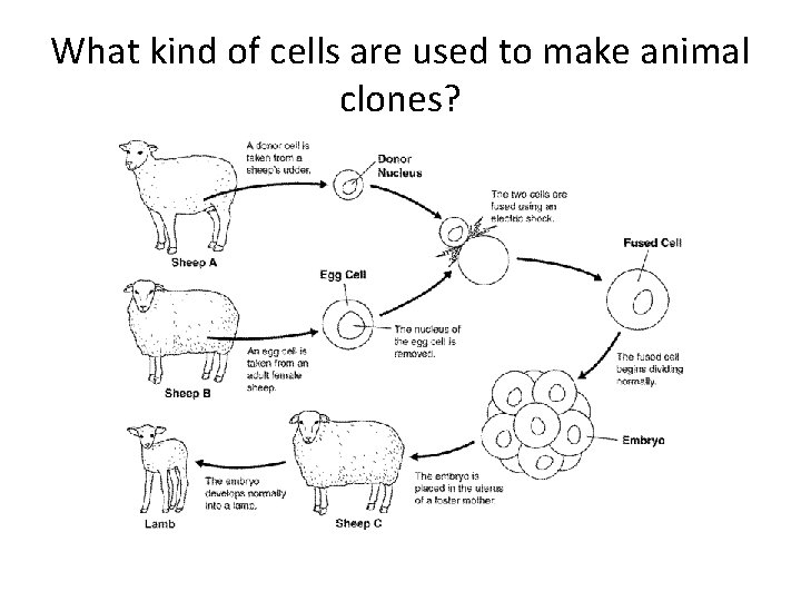 What kind of cells are used to make animal clones? 