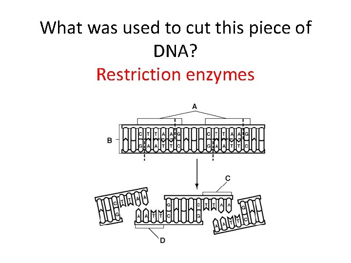 What was used to cut this piece of DNA? Restriction enzymes 