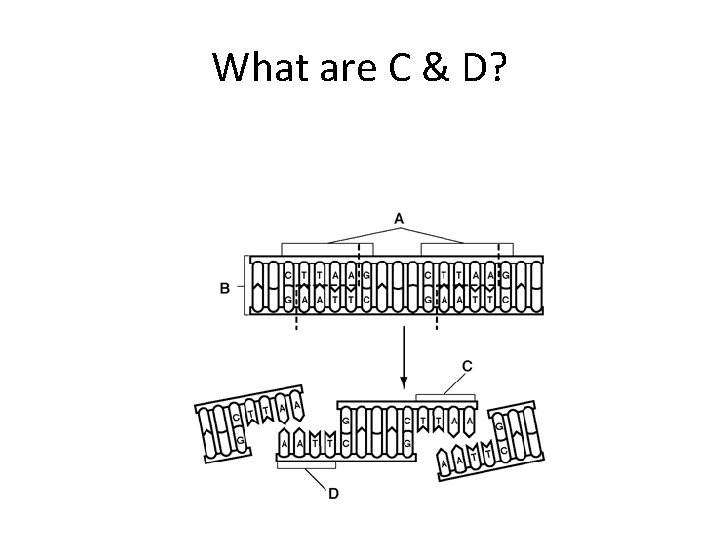 What are C & D? 
