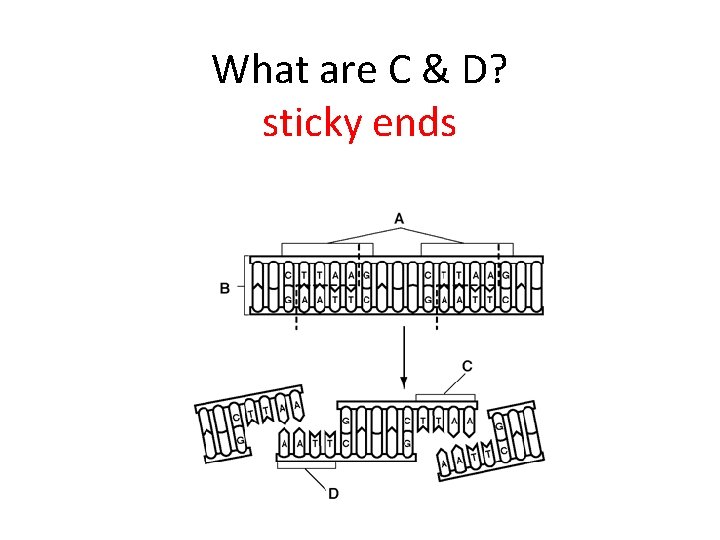 What are C & D? sticky ends 