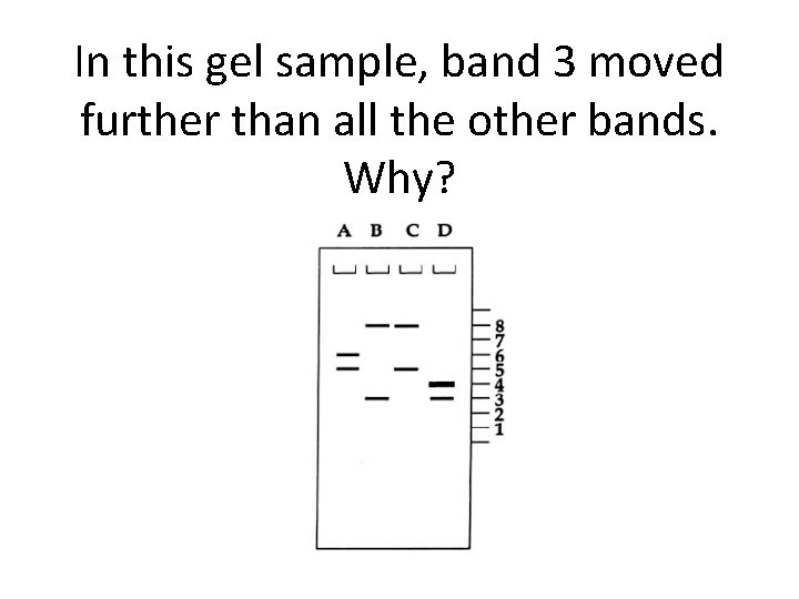 In this gel sample, band 3 moved further than all the other bands. Why?
