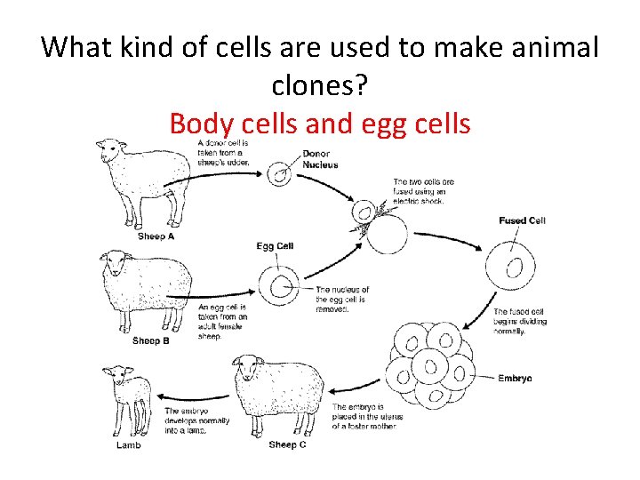 What kind of cells are used to make animal clones? Body cells and egg