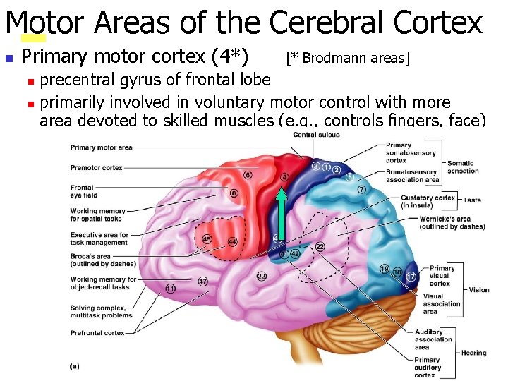 Motor Areas of the Cerebral Cortex n Primary motor cortex (4*) [* Brodmann areas]