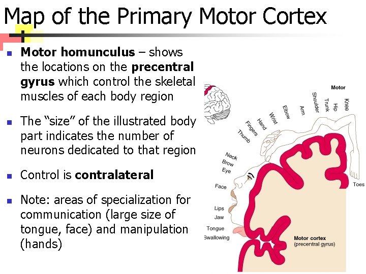 Map of the Primary Motor Cortex n n Motor homunculus – shows the locations