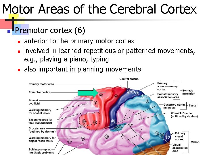 Motor Areas of the Cerebral Cortex n Premotor cortex (6) n n n anterior