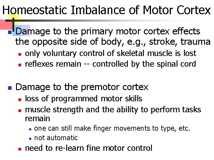 Homeostatic Imbalance of Motor Cortex n Damage to the primary motor cortex effects the