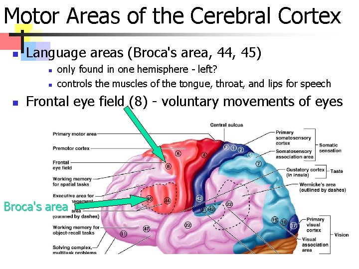 Motor Areas of the Cerebral Cortex n Language areas (Broca's area, 44, 45) n