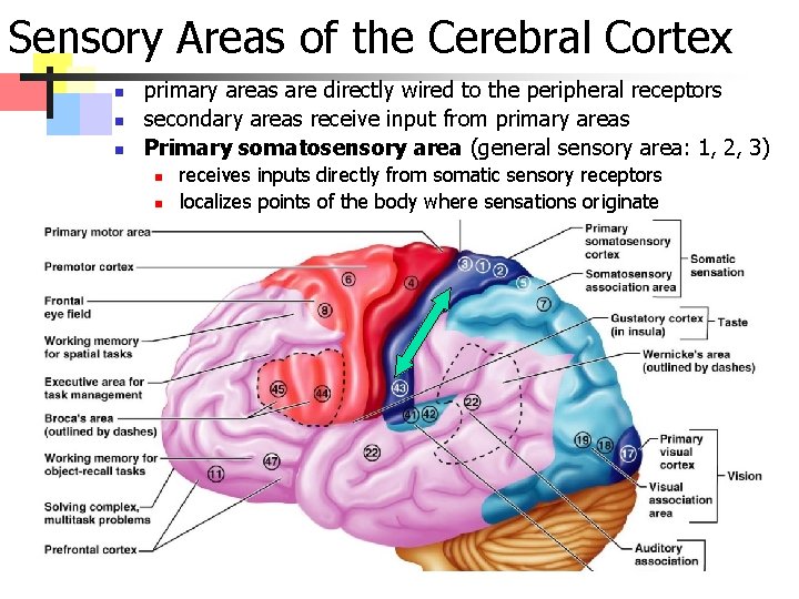 Sensory Areas of the Cerebral Cortex n n n primary areas are directly wired