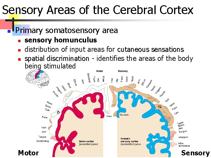 Sensory Areas of the Cerebral Cortex n Primary somatosensory area n n n sensory