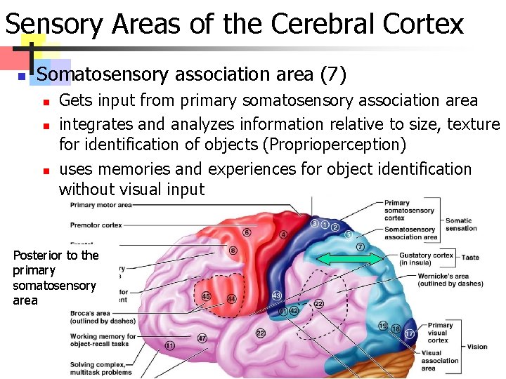 Sensory Areas of the Cerebral Cortex n Somatosensory association area (7) n n n