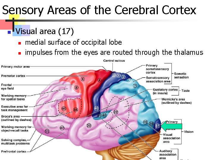 Sensory Areas of the Cerebral Cortex n Visual area (17) n n medial surface