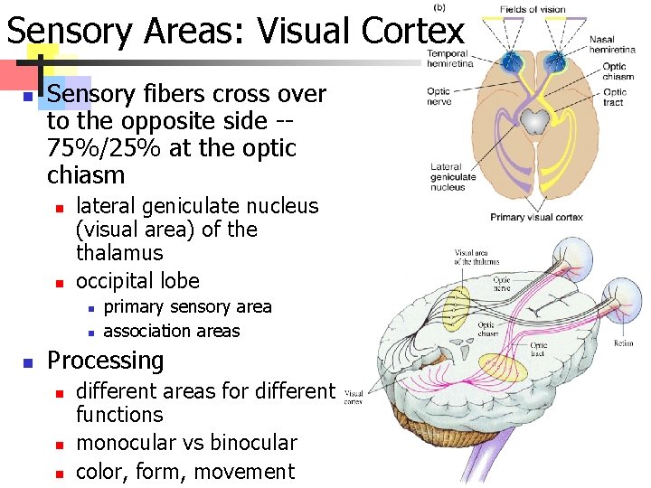 Sensory Areas: Visual Cortex n Sensory fibers cross over to the opposite side -75%/25%