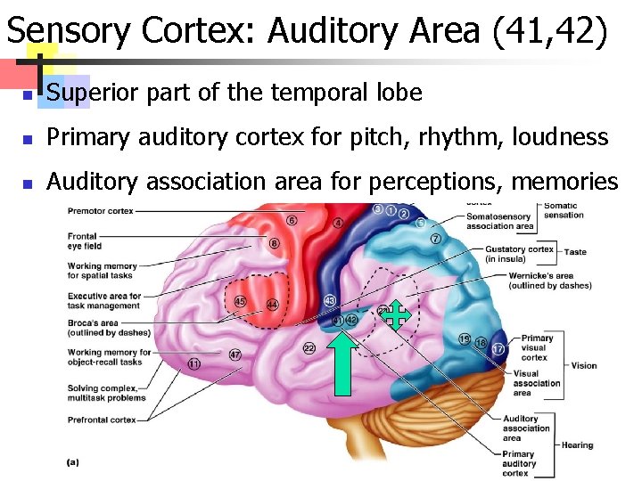 Sensory Cortex: Auditory Area (41, 42) n Superior part of the temporal lobe n