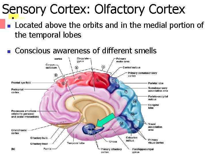 Sensory Cortex: Olfactory Cortex n n Located above the orbits and in the medial