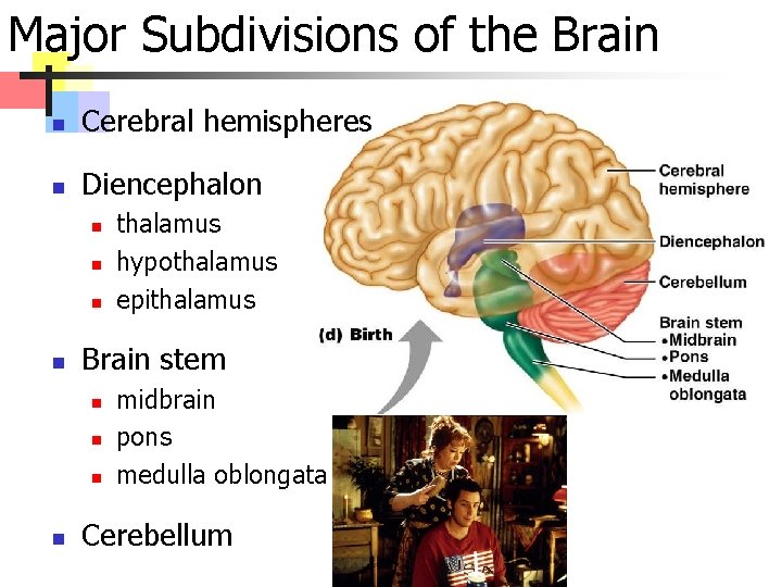 Major Subdivisions of the Brain n Cerebral hemispheres n Diencephalon n n Brain stem