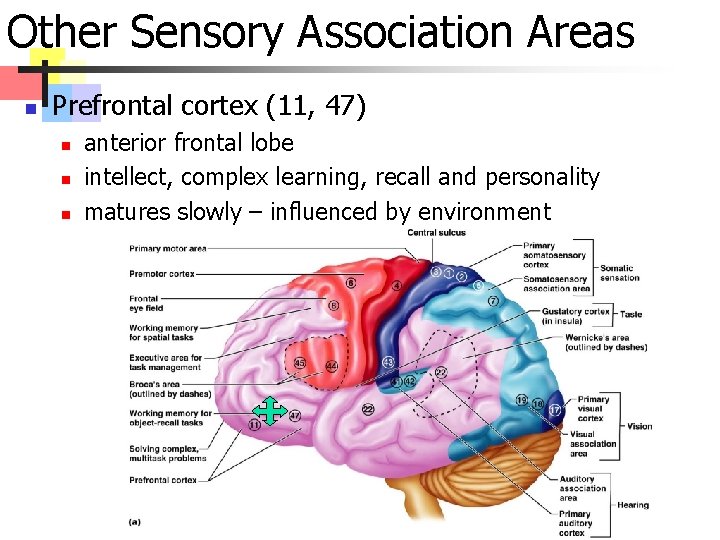 Other Sensory Association Areas n Prefrontal cortex (11, 47) n n n anterior frontal