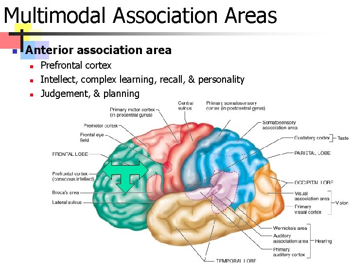 Multimodal Association Areas n Anterior association area n n n Prefrontal cortex Intellect, complex