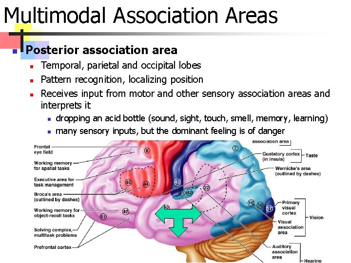 Multimodal Association Areas n Posterior association area n n n Temporal, parietal and occipital
