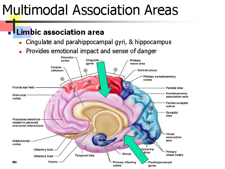 Multimodal Association Areas n Limbic association area n n Cingulate and parahippocampal gyri, &