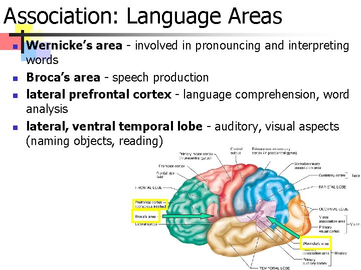 Association: Language Areas n n Wernicke’s area - involved in pronouncing and interpreting words