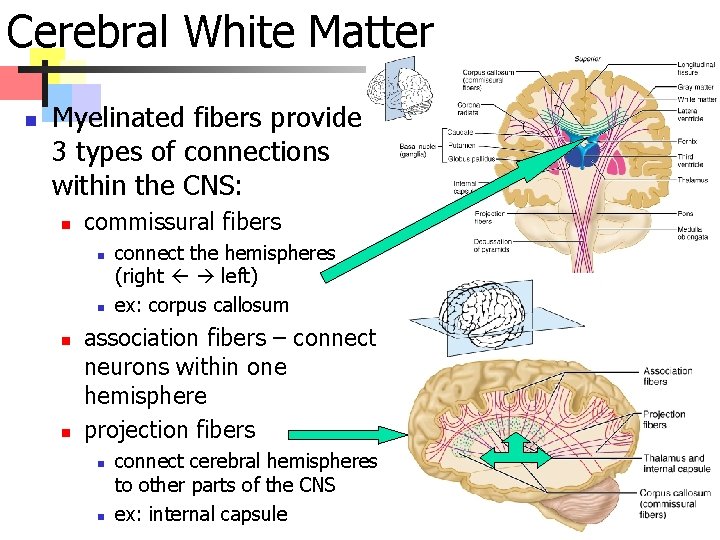 Cerebral White Matter n Myelinated fibers provide 3 types of connections within the CNS: