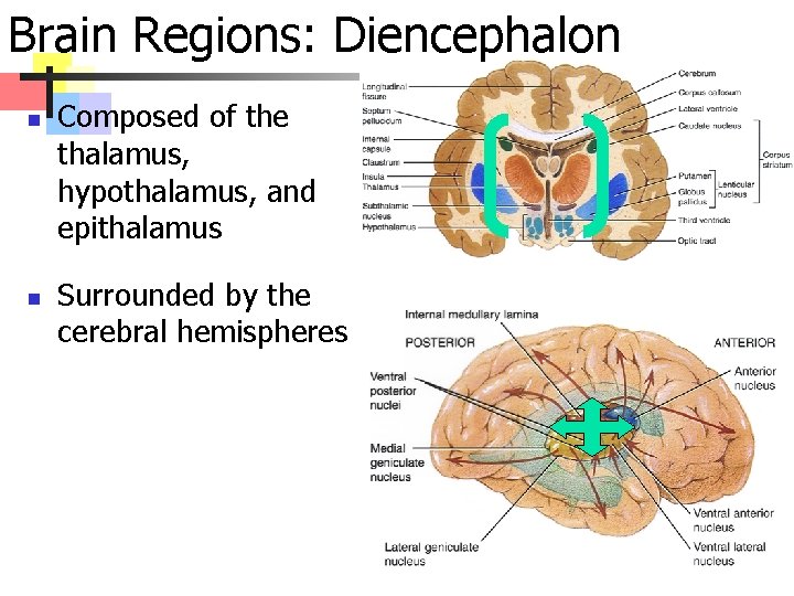 Brain Regions: Diencephalon n n Composed of the thalamus, hypothalamus, and epithalamus Surrounded by