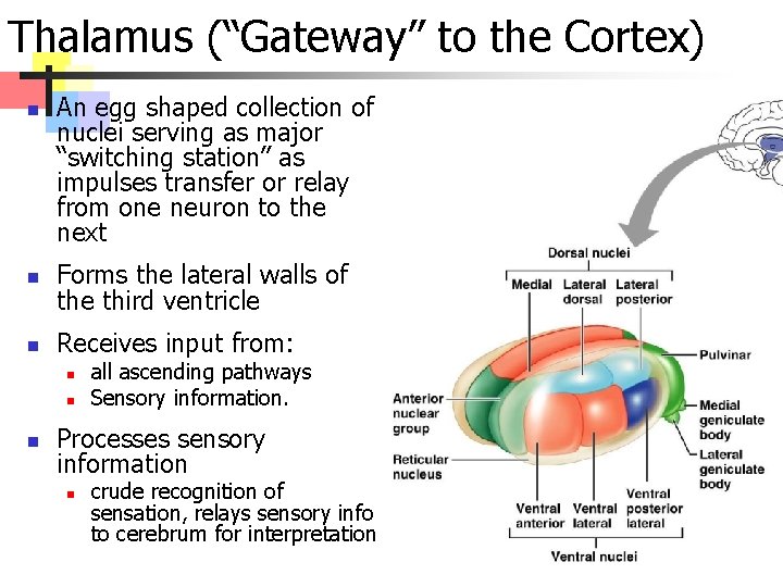 Thalamus (“Gateway” to the Cortex) n An egg shaped collection of nuclei serving as