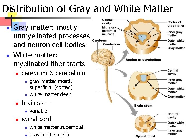 Distribution of Gray and White Matter n n Gray matter: mostly unmyelinated processes and