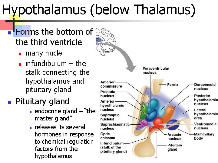 Hypothalamus (below Thalamus) n Forms the bottom of the third ventricle n n n