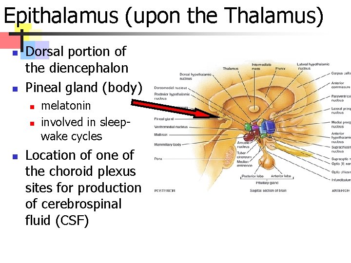 Epithalamus (upon the Thalamus) n n Dorsal portion of the diencephalon Pineal gland (body)
